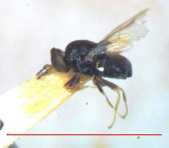 Cosmariomyia