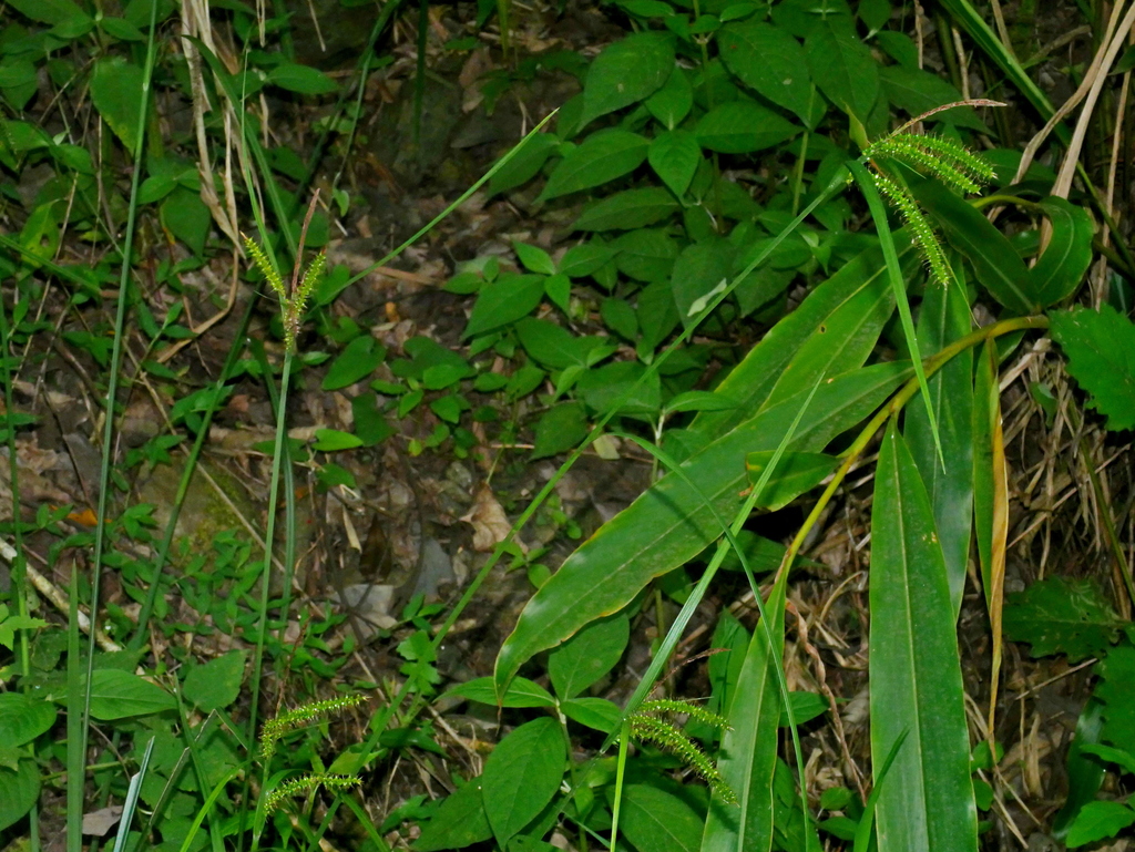 Carex retrofracta