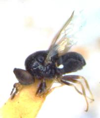 Cosmariomyia
