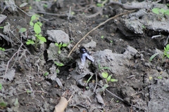 Copestylum mexicanum