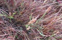 Erica aspalathifolia
