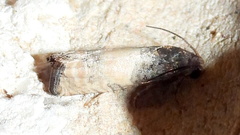 Epiblema desertana