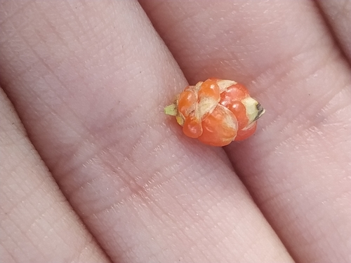 Image of Ephedra americana by (c) Mariela Nicole Crespo Carrazana, some rights reserved (CC BY-SA)