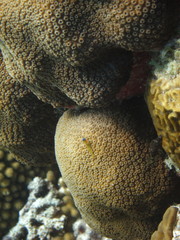 Coryphopterus lipernes