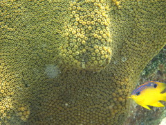 Emblemariopsis bottomei