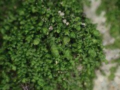 Frullania pentapleura