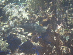 Mycteroperca acutirostris