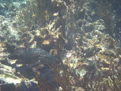 Mycteroperca acutirostris