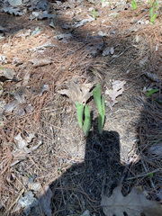 Cypripedium acaule