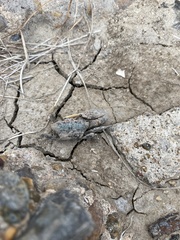 Minuca longisignalis