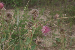 Abronia macrocarpa