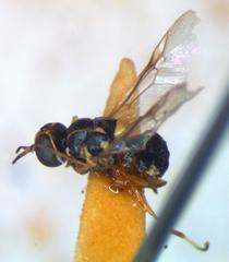 Euparyphus