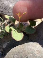 Eriogonum glandulosum