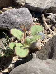 Eriogonum glandulosum