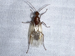 Camponotus castaneus