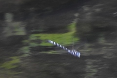 Austroaeschna pinheyi