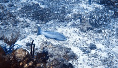 Mycteroperca interstitialis