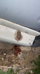 Pseudacris hypochondriaca