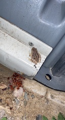 Pseudacris hypochondriaca