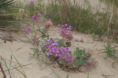 Abronia macrocarpa