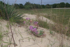 Abronia macrocarpa