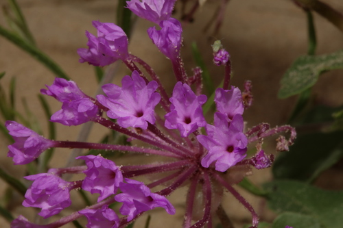 Image of Abronia macrocarpa by (c) Reid Hardin, some rights reserved (CC BY)