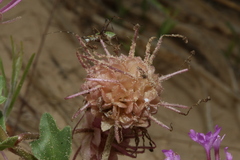 Abronia macrocarpa