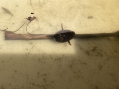 Acilius abbreviatus