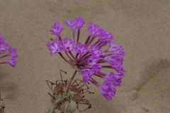 Abronia macrocarpa