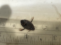Acilius abbreviatus