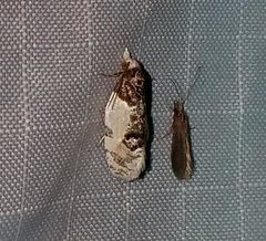 Henricus edwardsiana