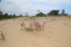 Abronia macrocarpa