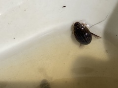 Acilius abbreviatus