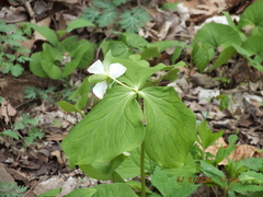 Trillium flexipes