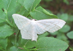 Scopula floslactata
