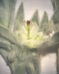 Stylocline psilocarphoides