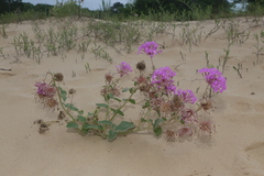 Abronia macrocarpa