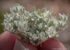 Stylocline psilocarphoides