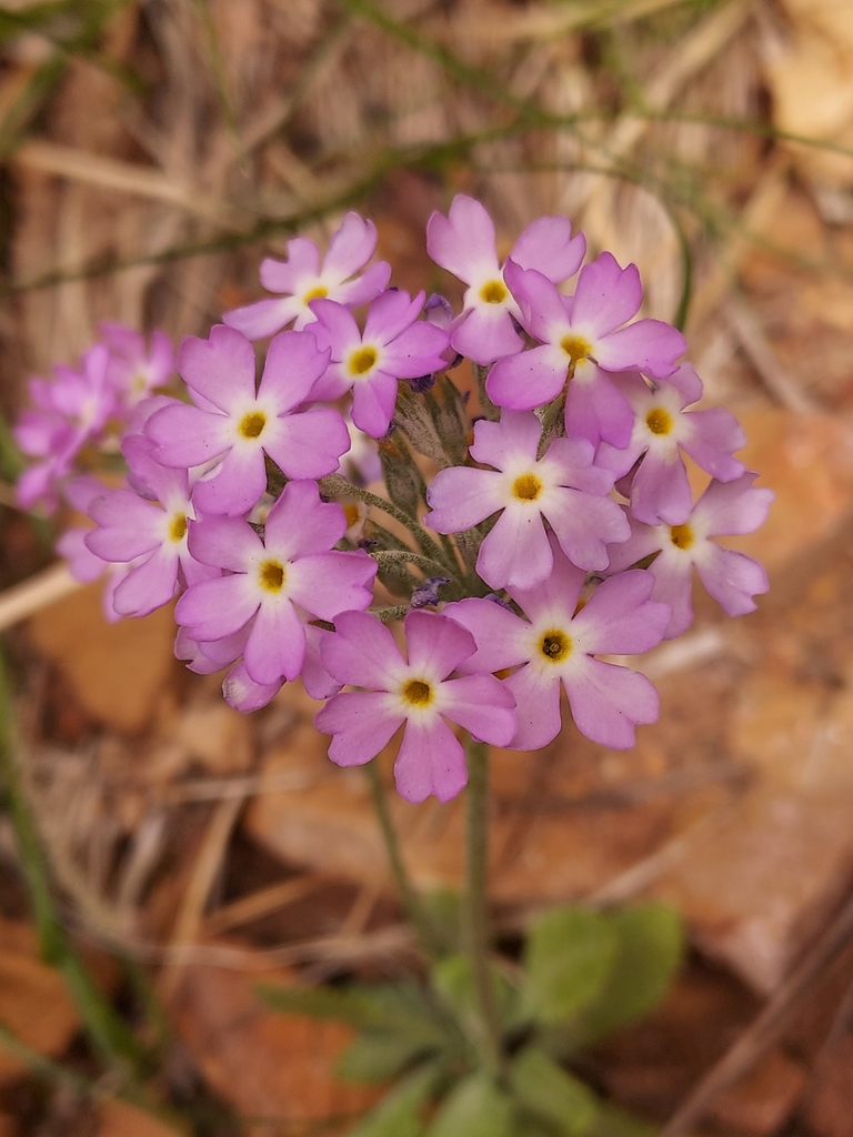 Cave-dwelling Primrose