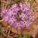 Primula specuicola - Photo (c) Rose Lee,  זכויות יוצרים חלקיות (CC BY-NC), uploaded by Rose Lee