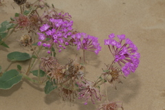Abronia macrocarpa