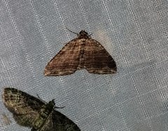 Anticlea multiferata