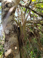Tillandsia simulata