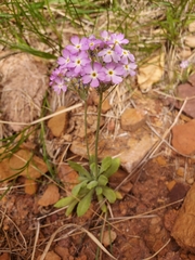 Primula specuicola