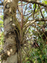 Tillandsia simulata
