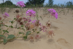 Abronia macrocarpa