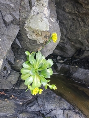 Draba grandis