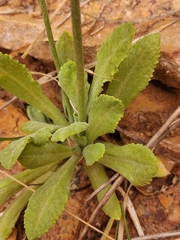 Primula specuicola