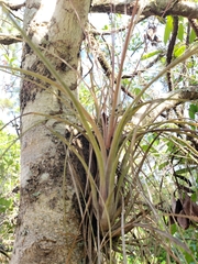 Tillandsia simulata