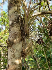 Tillandsia simulata